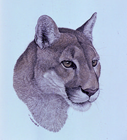 George L Mountainlion by Nick Wilson