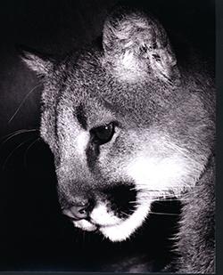 George L Mountainlion I